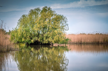 Obraz premium Canal with trees and vegetation reflected in the water. Specific landscape of this area.