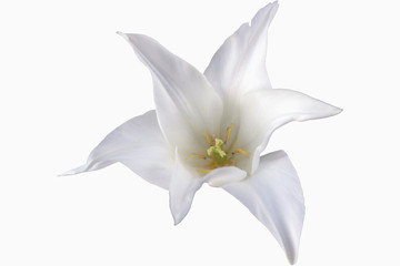 Weiße Tulpe mit grünen Hintergrund in voller Blüte