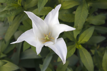 Weiße Tulpe mit grünen Hintergrund in voller Blüte
