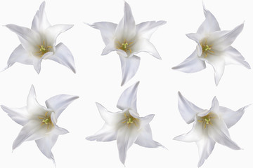 Weiße Tulpe mit weißen Hintergrund in voller Blüte