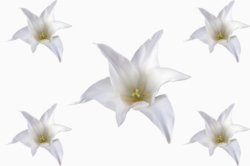 Weiße Tulpe mit weißen Hintergrund in voller Blüte