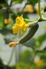 Growing cucumber