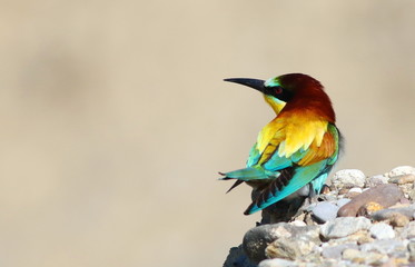 European bee-eater, Merops apiaster