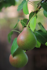 Pears on a branch
