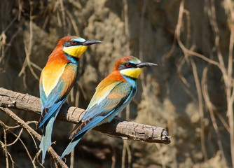 European bee-eater, Merops apiaster