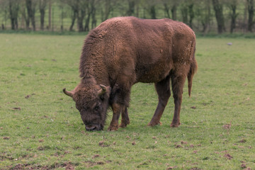 European Bison