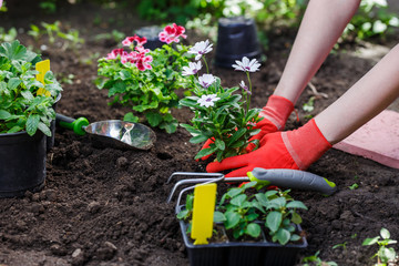 Gardeners hands planting flowers in the garden, close up photo