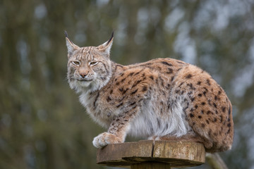 Eurasian Lynx
