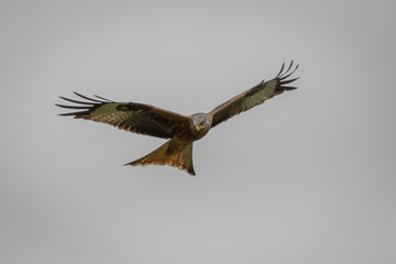 Red Kite