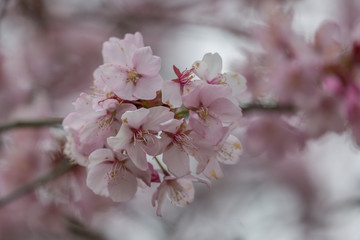 Cherry blossom