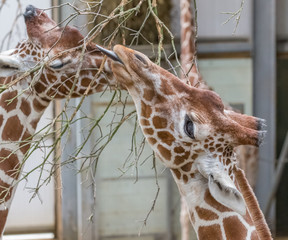 Captive giraffes feeding