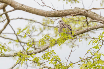 Collared dove