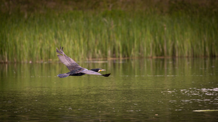 Comorant in flight