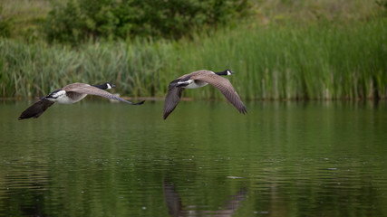 Canada Geese