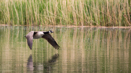 Canada Goose
