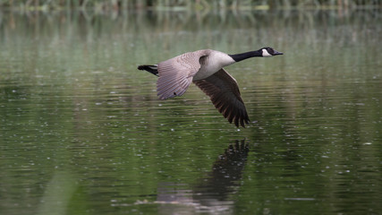 Canada Goose