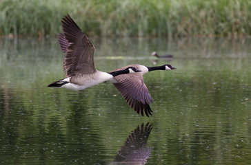 Canada Geese