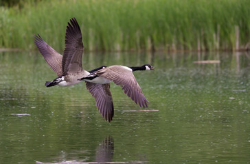 Canada Geese