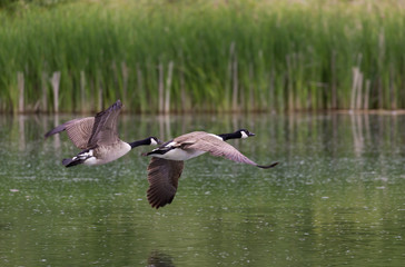 Canada Geese