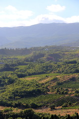 Naklejka premium Vineyards on the slope of mountains in the Crimea