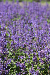 Field of purple flowers
