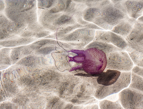 Jelly Fish Qualle Feuerqualle