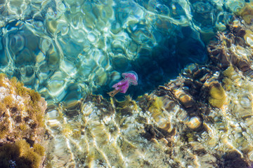 Jelly Fish Qualle Feuerqualle