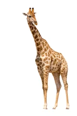 Rolgordijnen Giraffe isolated on white background, seen in namibia, africa © Friedemeier