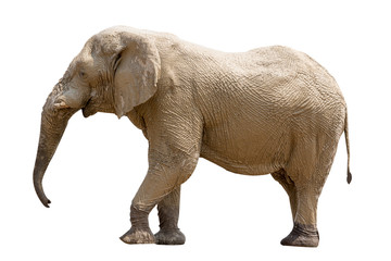 Fototapeta na wymiar Elephant standing isolated on white background, seen in namibia, africa