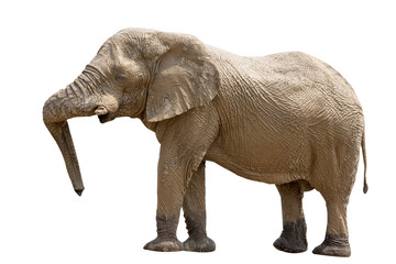 Fototapeta premium Elephant standing isolated on white background, seen in namibia, africa