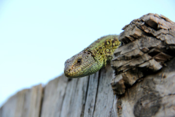 lizard on a stump