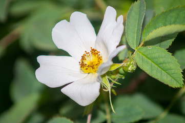 Obraz premium white flower in foreground on garden background