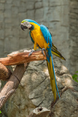Blue and yellow macaw sit on the branch.