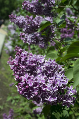 blooming may flowers - lilacs