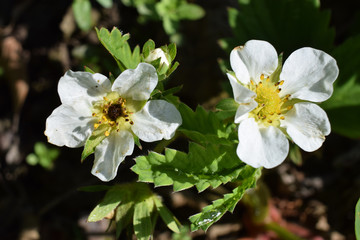 Erdbeerblüten