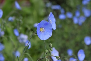 blue flower