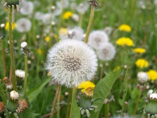 Dandelion