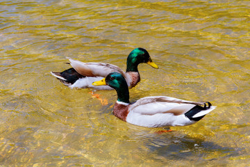 close-up of a young couple of male and female ducks in love swimming clean lake