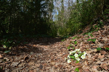 Primevère en sous-bois