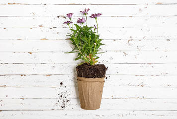 Flower in pot on white wooden table, gardening concept.