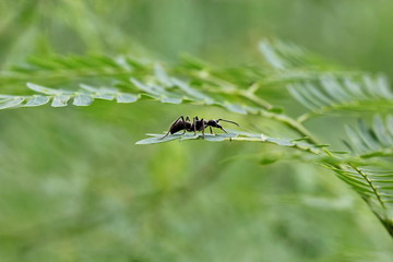 black ant