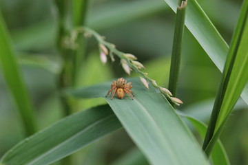 jumping spider