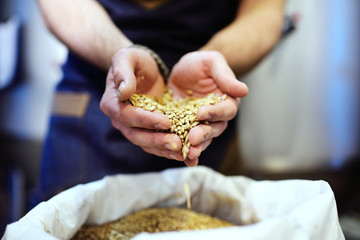 Light beer malt close-up in male hands. Brewing - obrazy, fototapety, plakaty