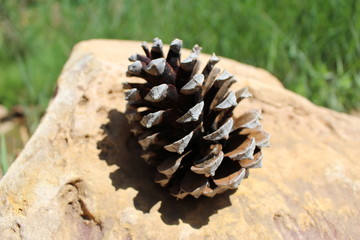 pomme de pin sur un rocher dans la nature