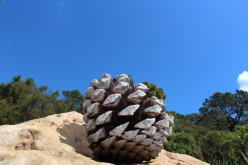 pomme de pin sur un rocher