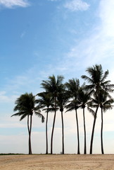 Obraz na płótnie Canvas Coconut Palm Trees in front of sea