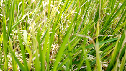 Close up image of rice trees in the field