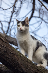 Cat walks on a tree outdoors