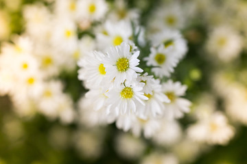 daisy flowers background