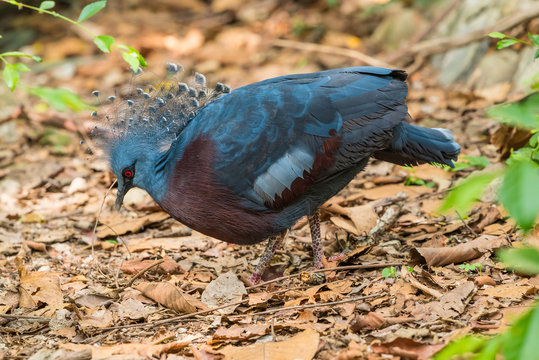 Victoria Crowned Pigeon is looking for food on the forest floor.